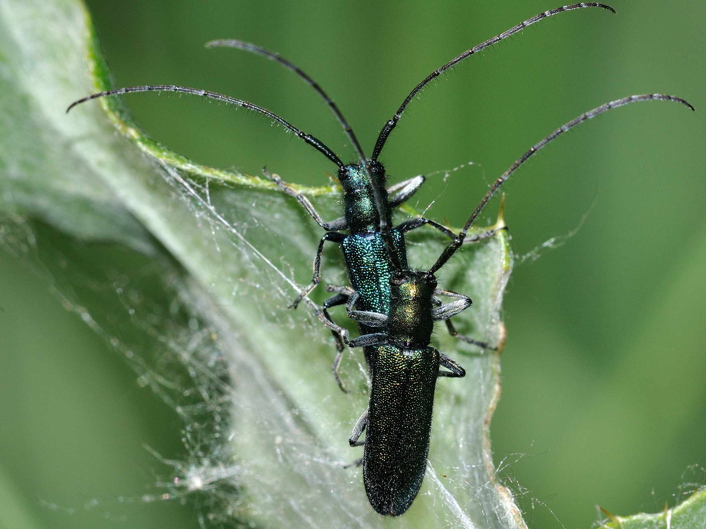 Cerambycidae - Agapanthia sp.